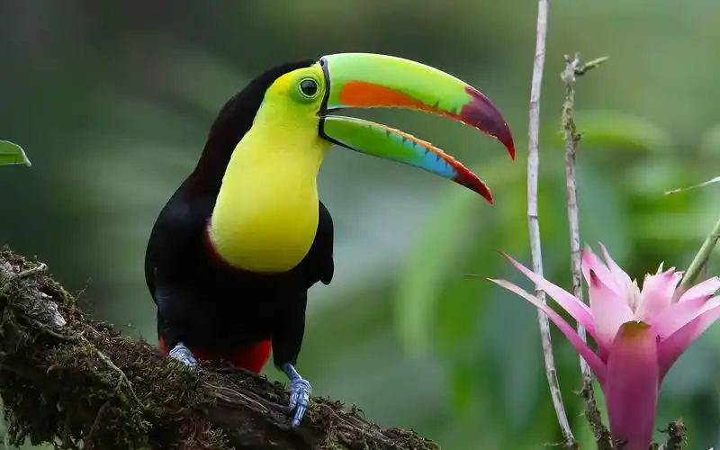 世界上嘴巴最大的鸟,巨嘴鸟,动物-回车桌面