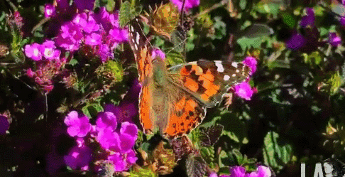 数十亿只蝴蝶正在南加州翩翩起舞, 美到令人窒息, 一起去赏蝶吧