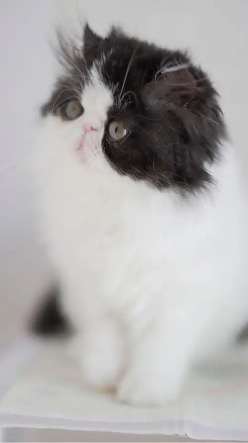 炒鸡可爱加菲猫弟弟可上门看猫