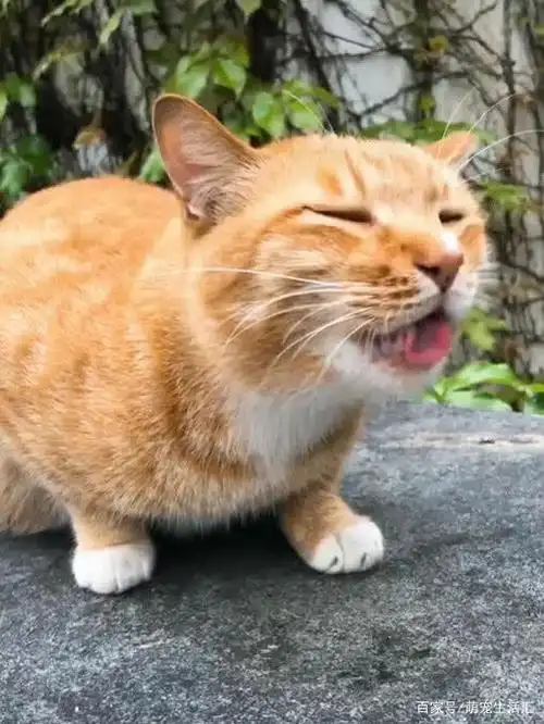 橘猫因超丑"表情包"爆红,奶凶奶凶的,猫:铲屎的,你胆肥了?