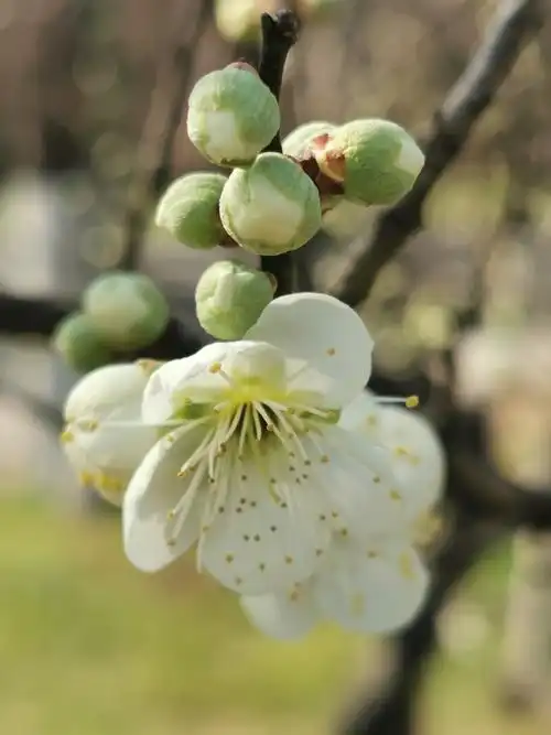 其它 绿梅 写美篇  绿梅喜温,今天是六九第一天