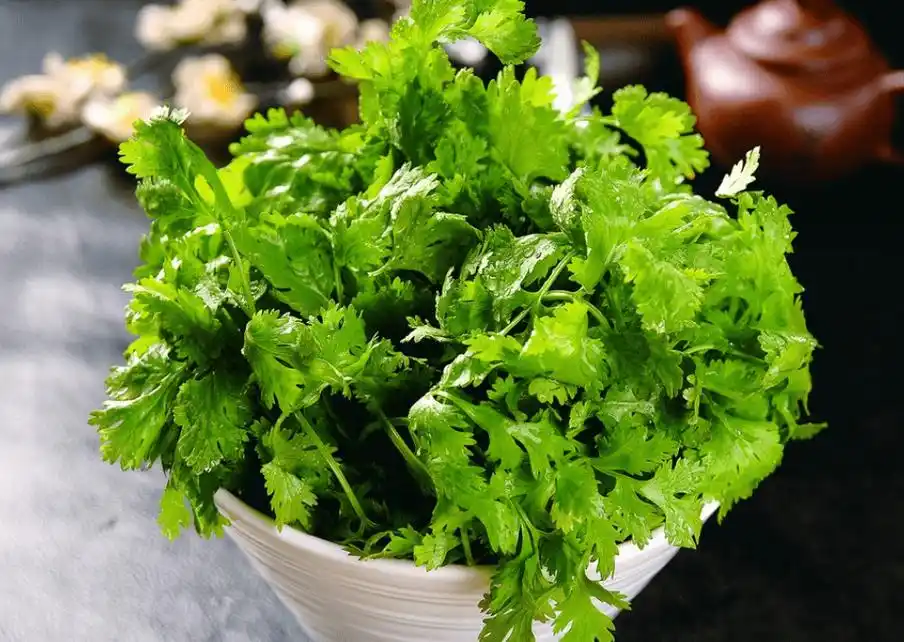 香菜高清图片大图!