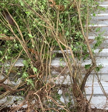 野生中药材白马骨六月雪满天星纯根全草