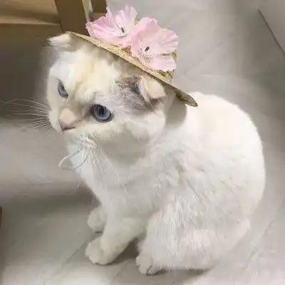 可爱猫咪头像萌萌哒高清_2019微信萌宠头像猫咪呆萌