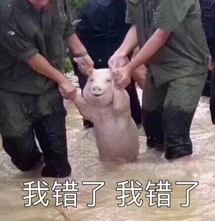 我错了 我错了(在洪水中被救出的网红猪)_我错_网红_救出表情
