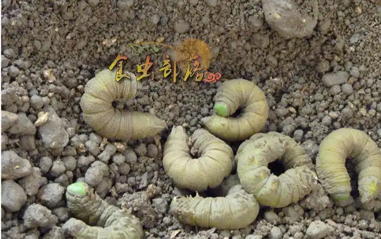 伟博豆青虫食虫部落活体豆虫豆丹下蜇活豆虫猪儿芝麻虫食物昆虫钓鱼20