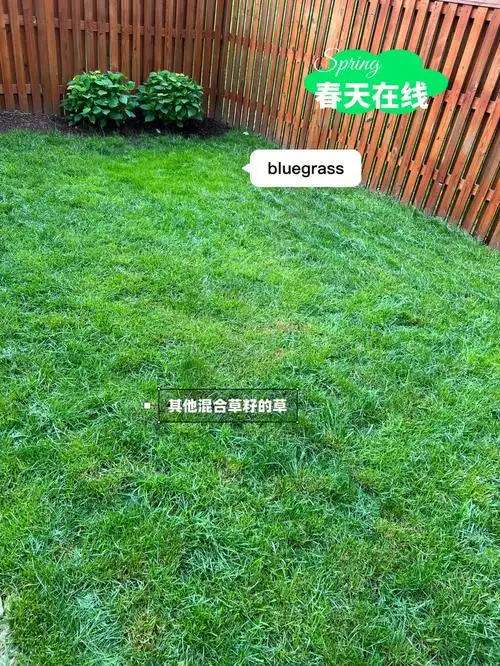 草坪建立成功|绿植杀手草坪update