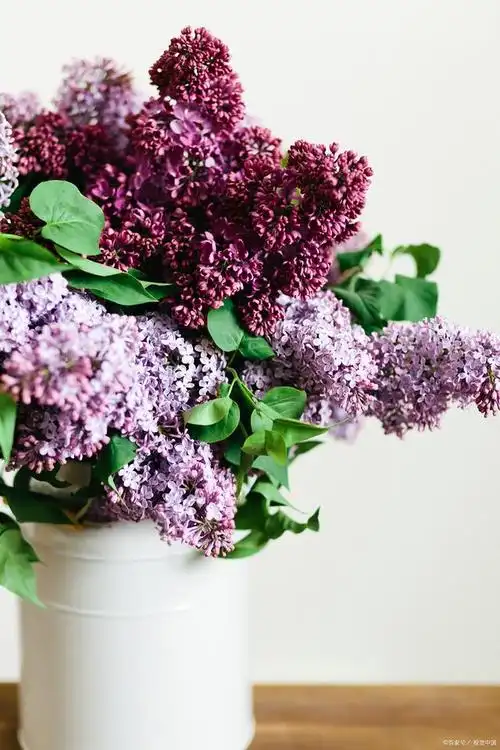 丁香花盆栽怎么养?好看又好养