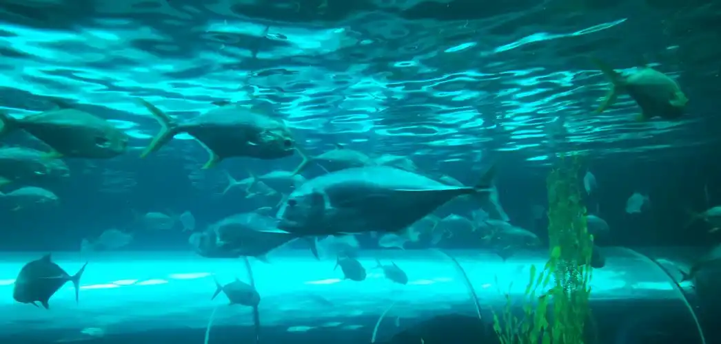 江苏连云港海州湾海洋乐园