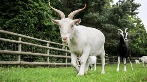 山羊闻声识朋友