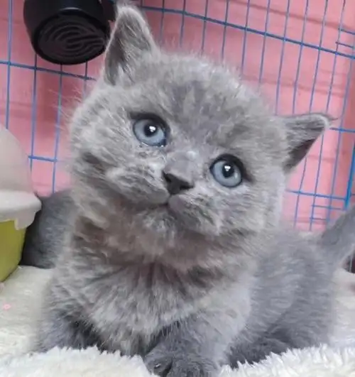 曼基康英短蓝猫矮脚小短腿出窝断奶1xxx78