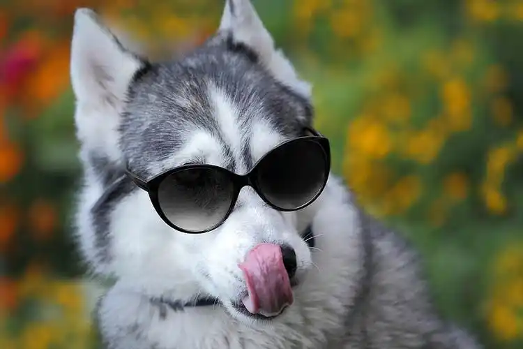 哈士奇犬,墨镜,看,教师,晴朗,夏日草地_高清图片_全景视觉