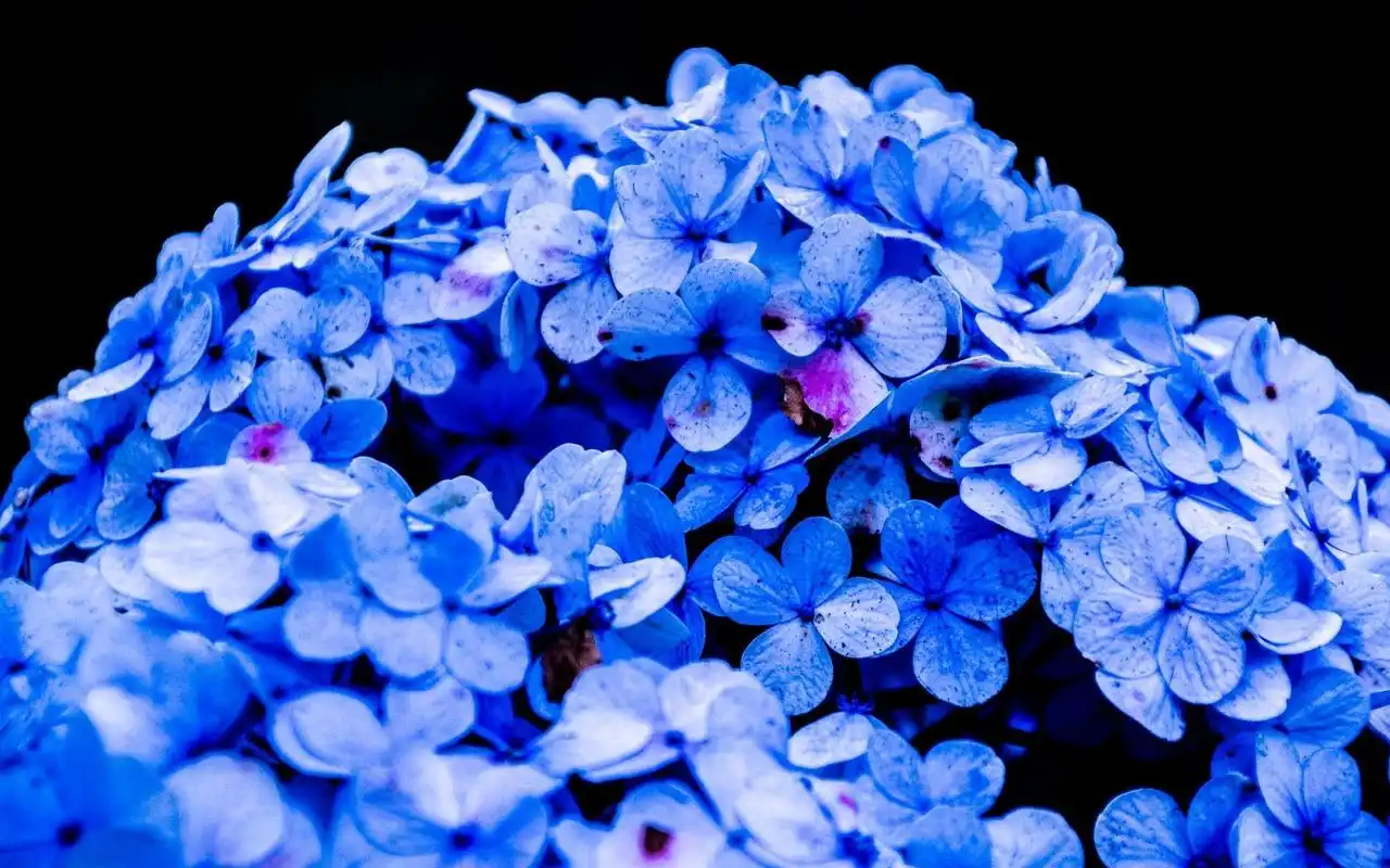 电脑壁纸 花卉 鲜花 小清新淡雅绣球花唯美花语