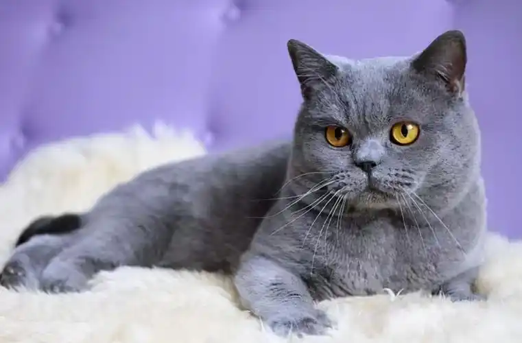 品种溯源识别系列之:英国短毛猫