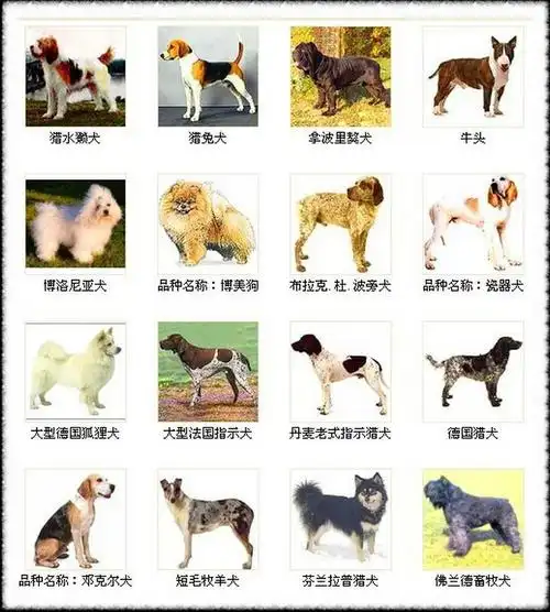 世界名犬,你知道多少?