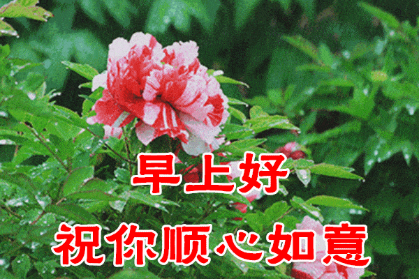 原创8张最新最全早上好问候语温馨动态图片大全春天早上好问候祝福语