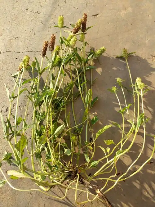 野生夏枯草,生态绿色.