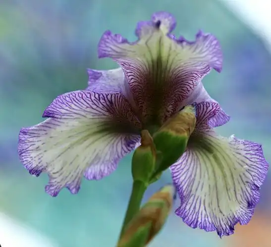 美丽多姿,浪漫奇特的鸢尾花