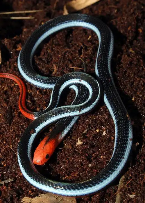 【胆小勿进】一组蛇的照片,看的你毛骨悚然. - 恐怖灵异 - zeze!啧啧