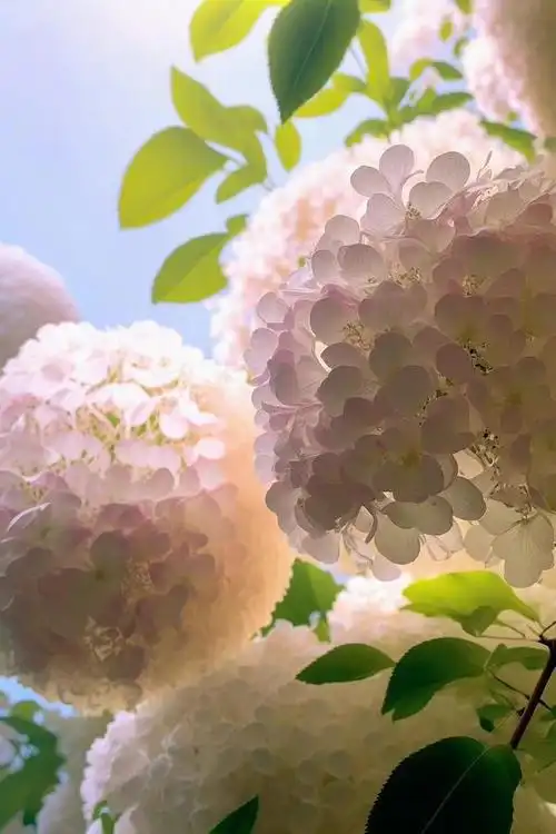 「超清手机壁纸」清新唯美——绣球花