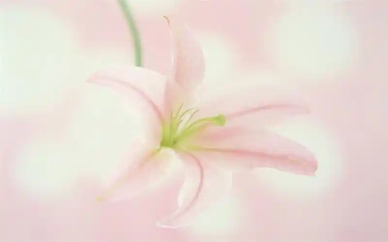 淡雅百合花,高清壁纸图片,鲜花背景-回车桌面