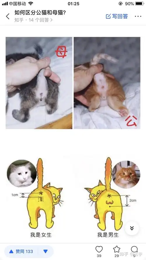 如何分辨幼猫的公母啊? - 知乎