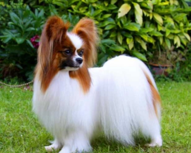 十大适合家养的小型狗,女生超级喜欢的便宜好养的小型犬(图片)