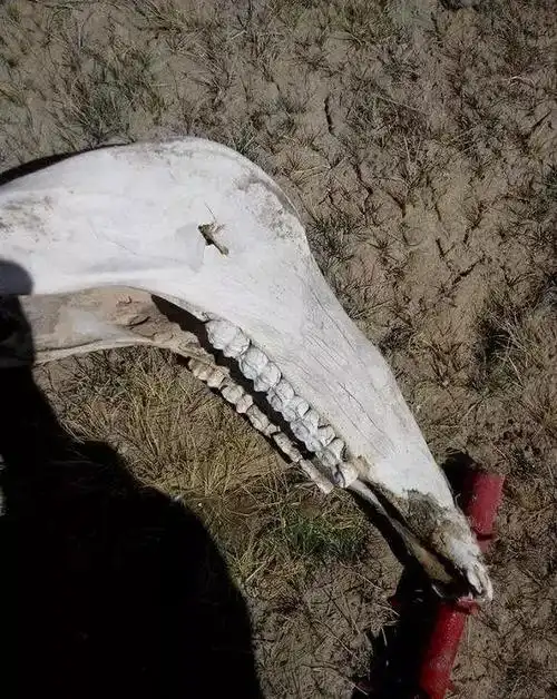 网友冒死进入可可西里无人区,动物尸骨随处可见