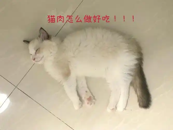 猫肉怎么做好吃