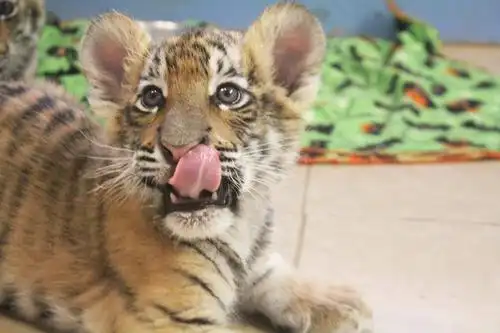 吸到昏迷!小老虎就是最可爱的!