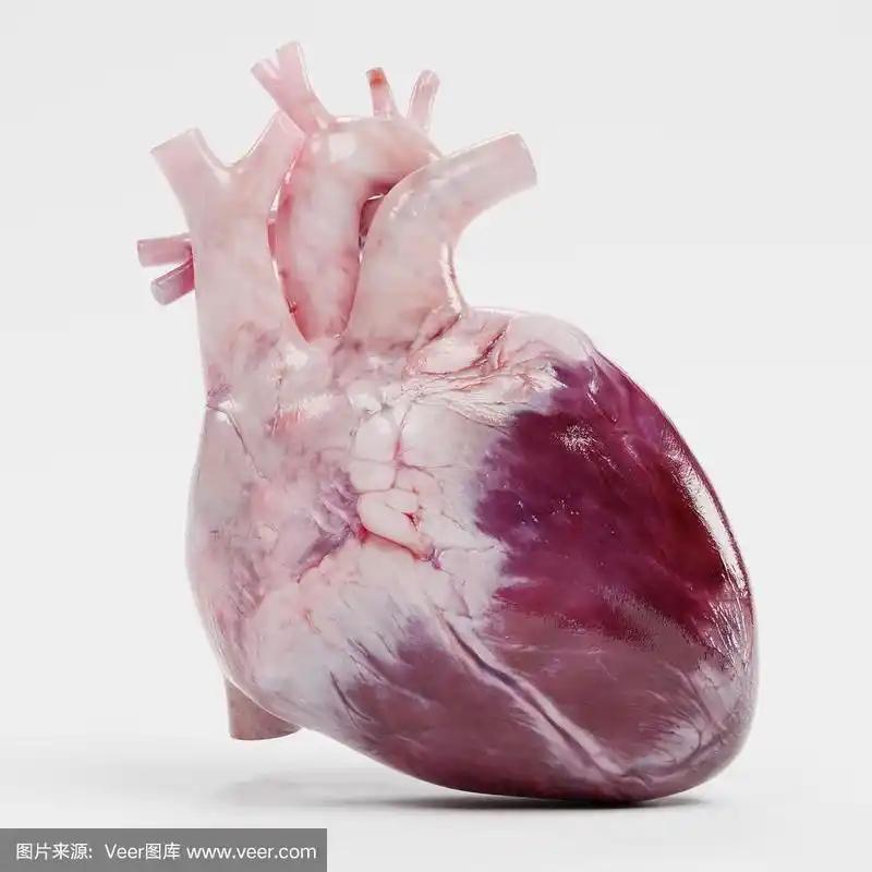 人类心脏的逼真3d渲染