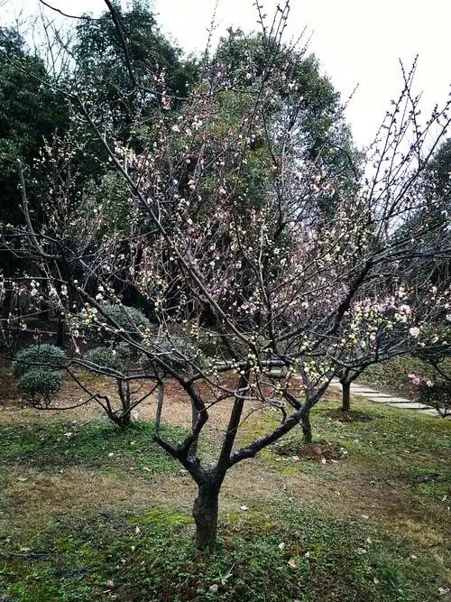 梅花谷的春天(2019春节初三)