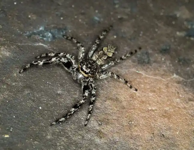 蜘蛛,可怕,令人毛骨悚然,蛛形纲动物,动物,自然,幽灵