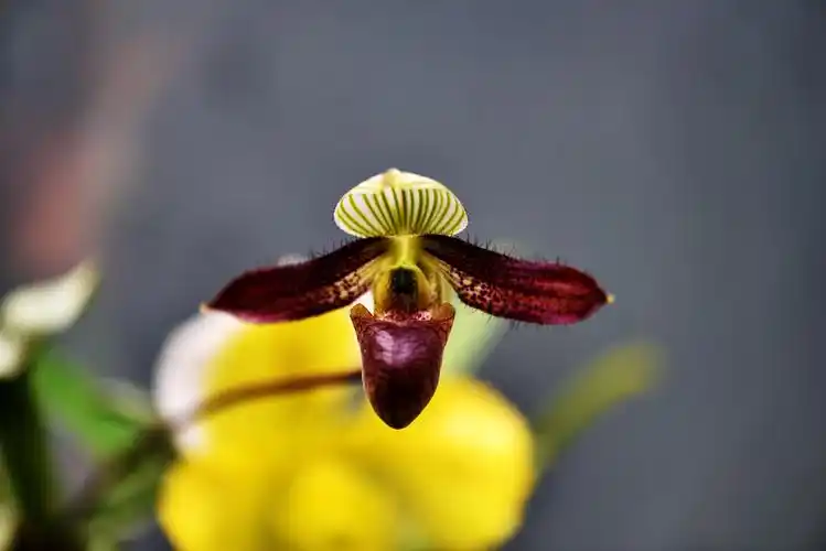 紫毛兜兰 - leaptide - 图虫