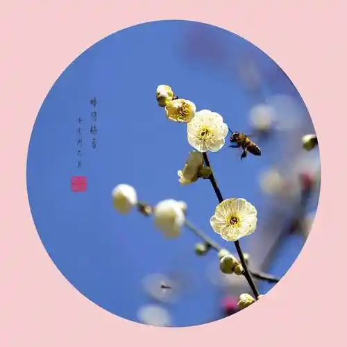 心与梅花一样清