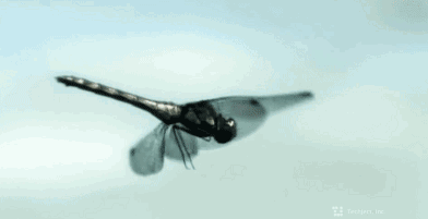 5g的超轻身材,让它能够像真正的蜻蜓一样飞翔和盘旋,或是悬浮于空中