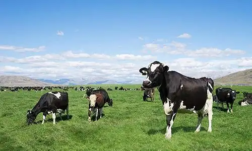 咸宁混合型凝胶糖果加工-普正生物供应商