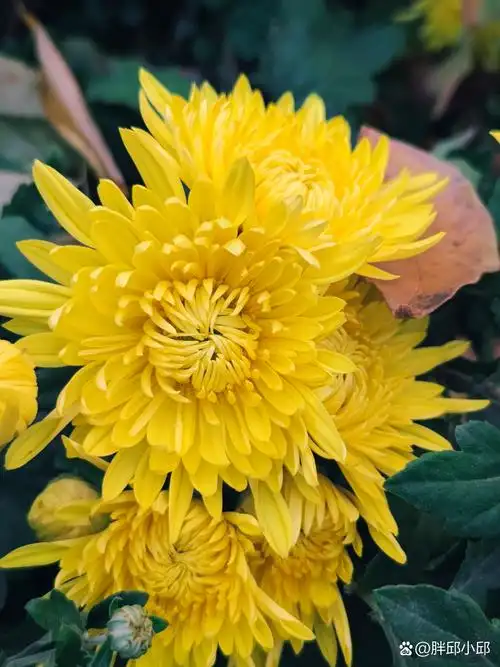 每一朵菊花,都像是秋天的精灵,为大地带来了无限的美好与生机.