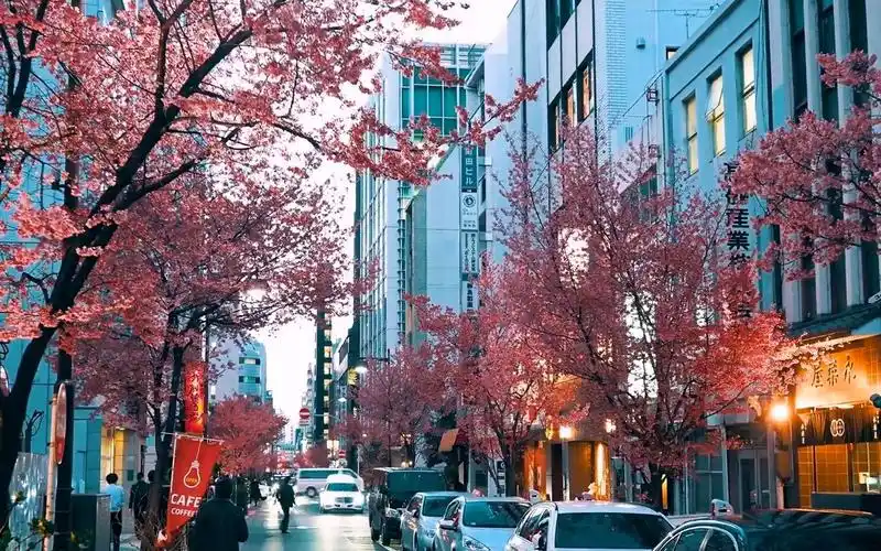 【超清日本】漫步傍晚的东京日本桥樱花街景 2019.