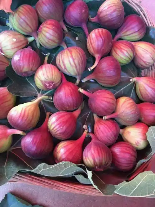 波姬红无花果 90-100克