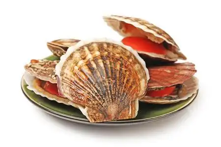新鲜打开的扇贝图片
