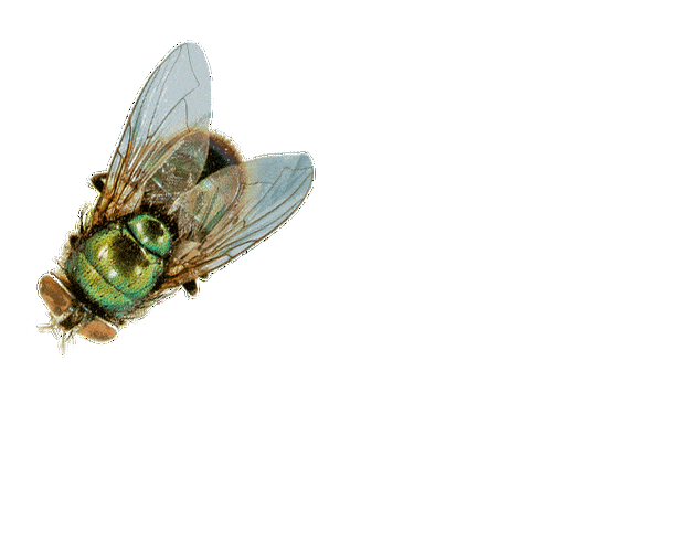 983*蜜蜂!我正盼着你!