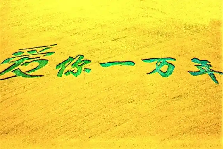 在数千亩的花海之中,用绿色植物书写出"爱你一万年",壮观,震撼,温馨.