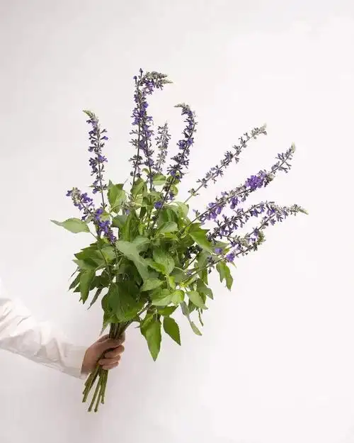 鼠尾草花语:家庭幸福,家庭观念.