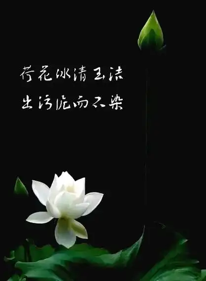 荷花冰清玉洁出污泥而不染历来是文人吟诗作对的好