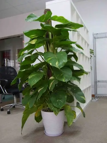 绿萝:改善空气质量消除有害物质.