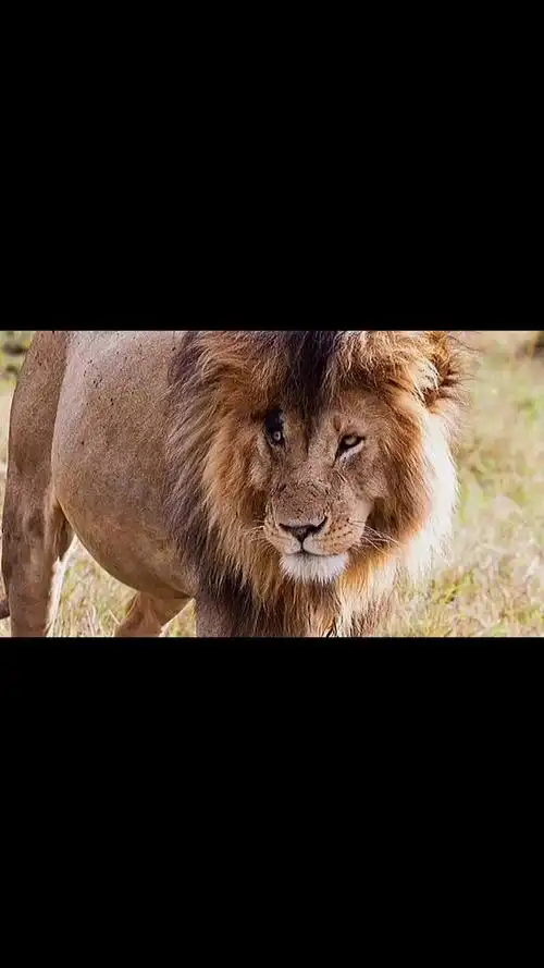 雄狮联盟疤面煞星,莫拉尼,西科,猎人,四头雄狮称霸马赛马拉-度小视