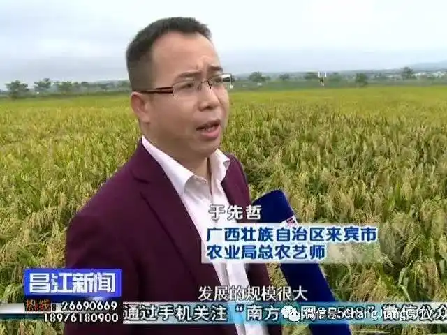 广西来宾市农业考察团到乌烈镇峨港村考察和平稻种植模式