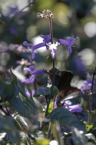 莫娜紫香茶菜vv首发