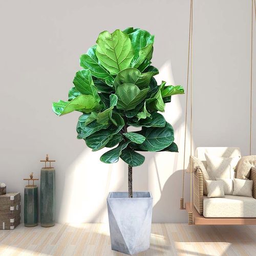 琴叶榕盆栽室内客厅大盆景植物净化空气绿植花卉四季常青观叶老桩